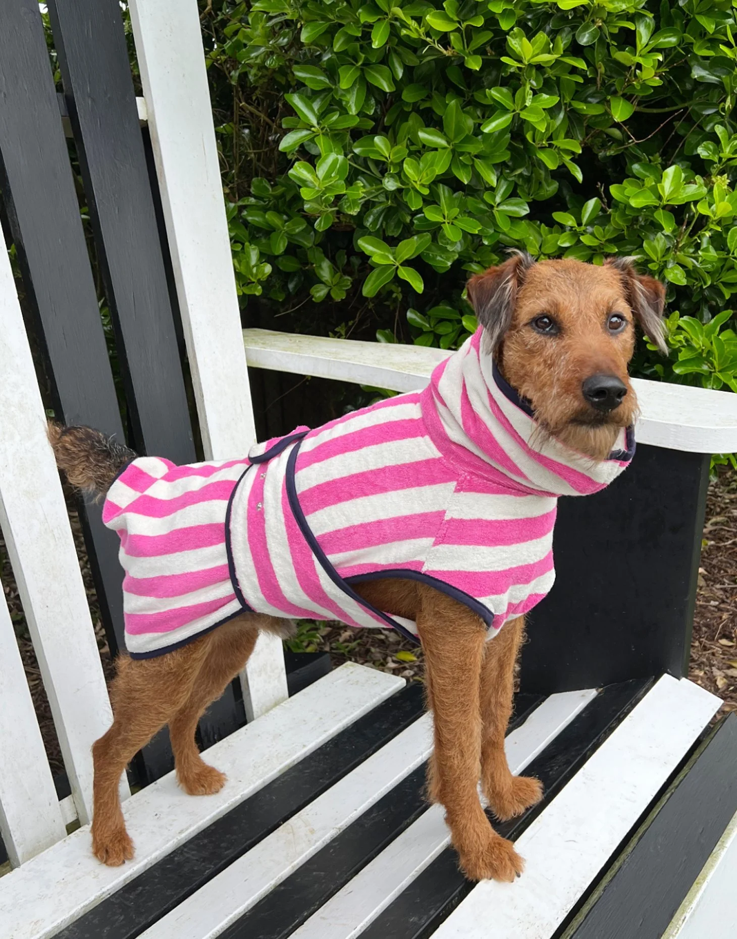 Taking a 2024 dog on holiday